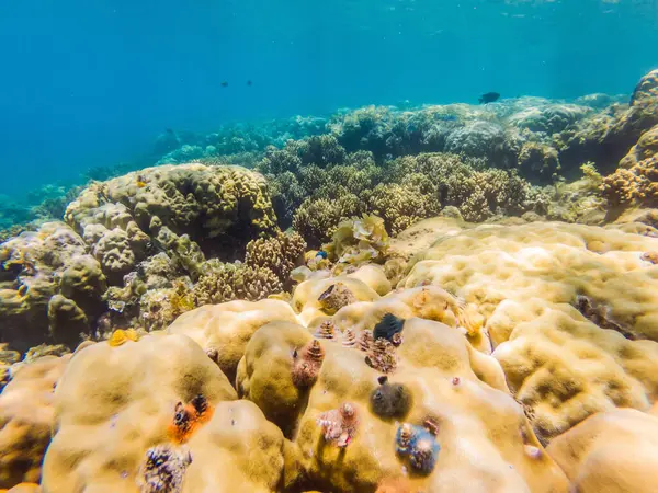 Wspaniały i piękny podwodny świat z koralami i tropikalnymi rybami — Zdjęcie stockowe