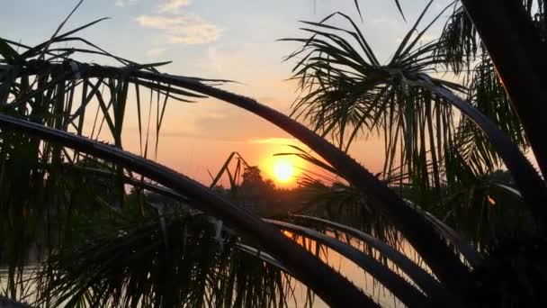 Atingido por um telefone. Nascente-pôr-do-sol incrível em trópicos com o sol visto através de folhas de palma — Vídeo de Stock