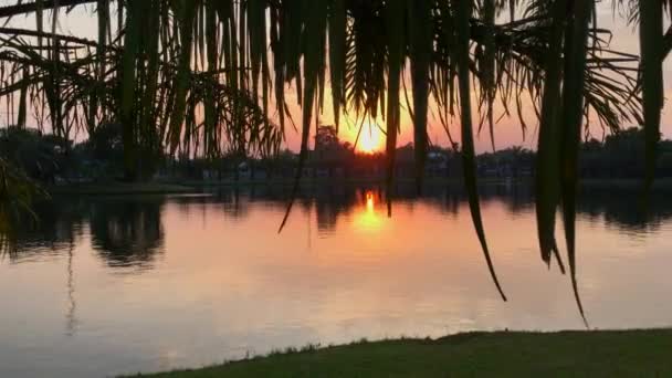 Atingido por um telefone. Nascente-pôr-do-sol incrível em trópicos com o sol visto através de folhas de palma — Vídeo de Stock