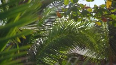 Bir palmiye ağacının yaprakları. Tropik konsept