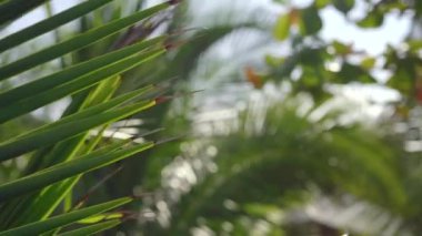 Bir palmiye ağacının yaprakları. Tropik konsept