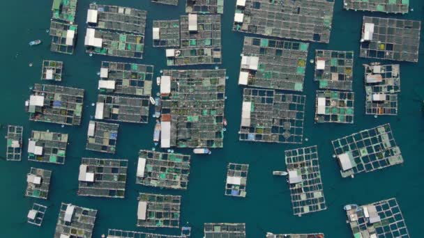 Foto aérea de un montón de granjas marinas en un agua de mar azul. Concepto de agricultura marina — Vídeos de Stock