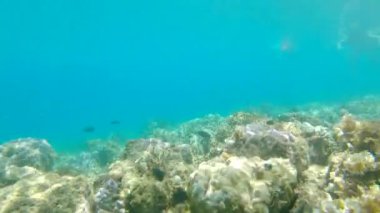 Mercan resifinin sualtı görüntüsü.