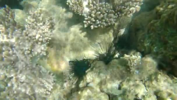 Ricci di mare nascosti in una barriera corallina — Video Stock