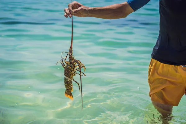 Homar w rękach płetwonurka. Krasowy homar zamieszkuje wody tropikalne i subtropikalne — Zdjęcie stockowe