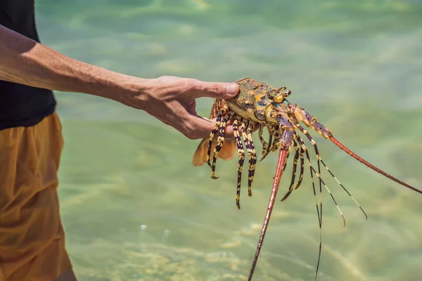 Homár egy búvár kezében. A tüskés homár trópusi és szubtrópusi vizekben él — Stock Fotó