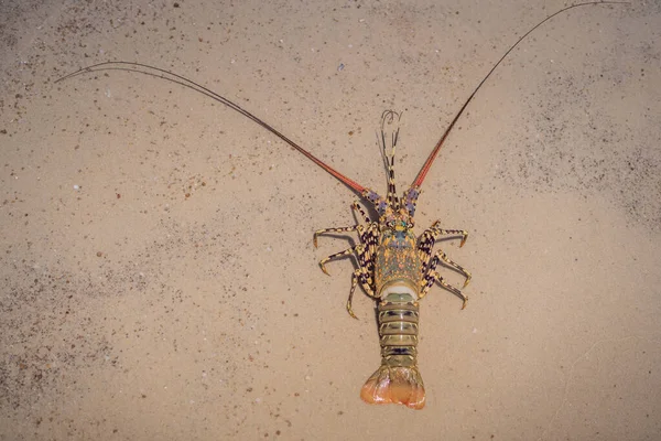 Krasowy homar zamieszkuje wody tropikalne i subtropikalne — Zdjęcie stockowe