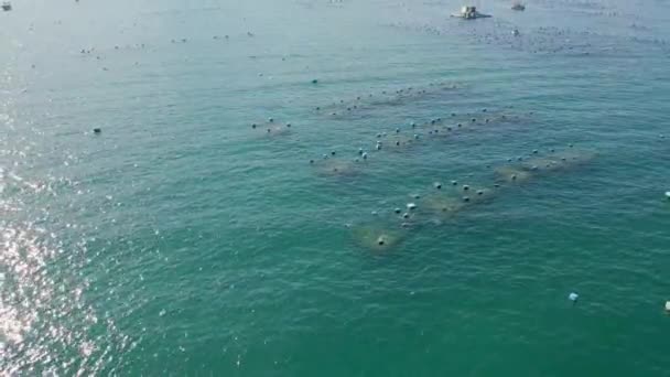 Foto udara dari pertanian laut besar di laut terbuka di daerah tropis. Konsep pertanian laut — Stok Video