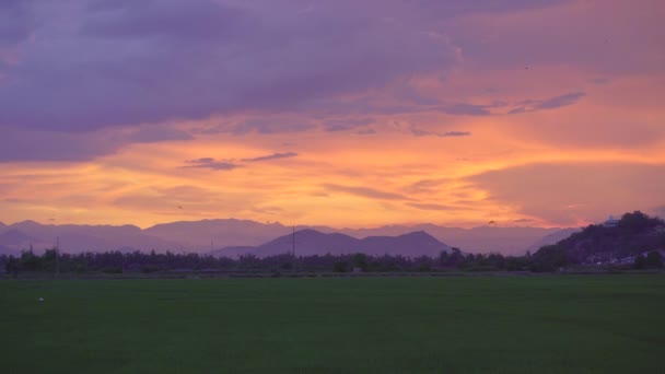 Belo pôr-do-sol num campo de gelo. Muitos pássaros voam sobre o campo pegando insetos voadores — Vídeo de Stock