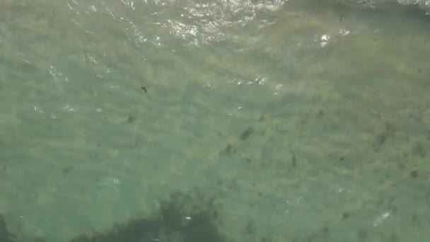 Vue aérienne d'un garçon posé par le signe "SEA" fait d'algues sur une plage. Drone se déplace de la mer vers l'enfant — Video