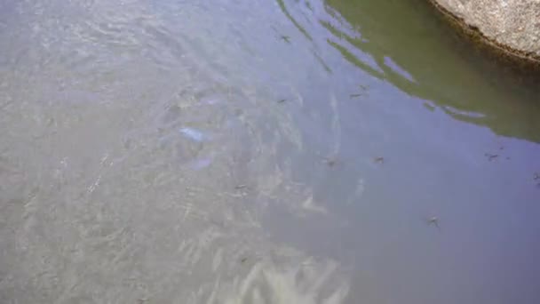 Waterroofkevers op de rivier — Stockvideo