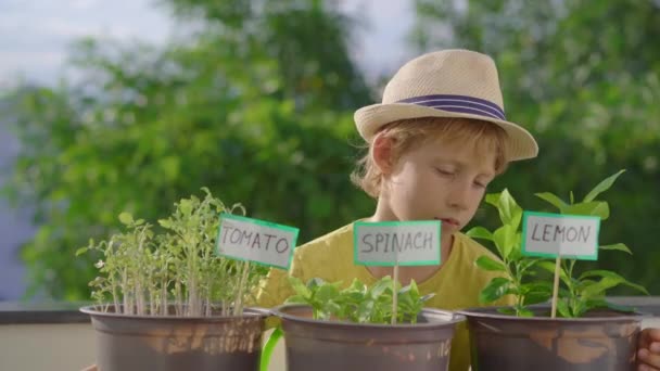 Kleine jongen ruikt planten in potten op een balkon. Begrip "thuislandbouw" — Stockvideo