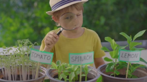 小男孩透过放大镜望着自家花园阳台上盆栽中的植物。家庭农业概念。让孩子们了解生活 — 图库视频影像