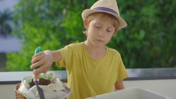 小さな男の子はバルコニーの自宅の庭のポットに植物を植えます。ホーム農業の概念 — ストック動画