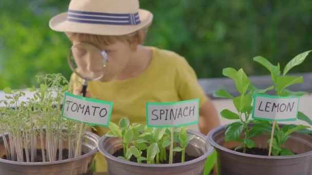 El niño mira a través de una lupa a las plantas en macetas en su jardín en un balcón. Concepto de agricultura doméstica. Educar a los niños sobre la vida — Vídeos de Stock