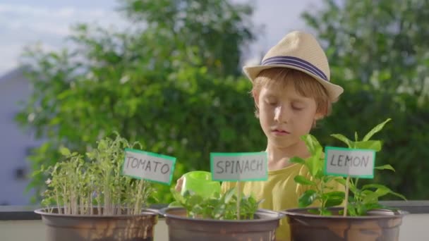 Menino molha as plantas em vasos em seu jardim em uma varanda. Conceito de agricultura doméstica — Vídeo de Stock