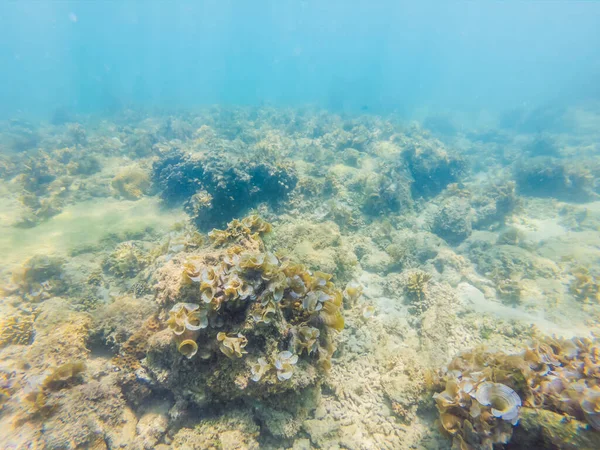 Onderwaterbeeld van koraalrif en tropische vissen — Stockfoto