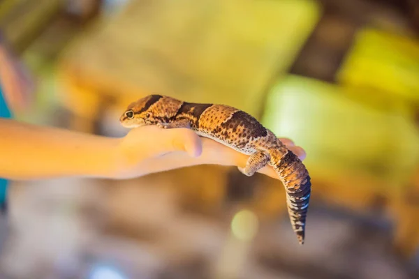 Gecko w rękach chłopca — Zdjęcie stockowe