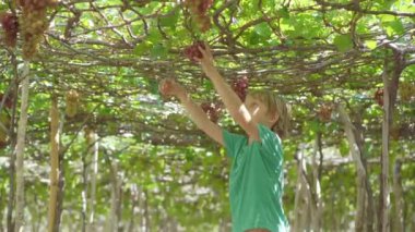 Küçük bir çocuk bir eko-çiftlikte olgun üzüm topluyor. Eko tarım konsepti. Çevre turizmi kavramı