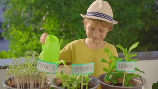 小さな男の子のスローモーションショットは、バルコニーの自宅の庭のポットの植物に水をやります。ホーム農業の概念 — ストック動画