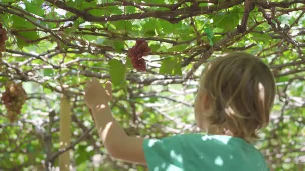 Маленький мальчик собирает спелый виноград на экологической ферме. Эко-фермерская концепция. Концепция экологического туризма — стоковое видео