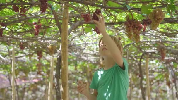 Malý chlapec sbírá zralé hrozny na ekologické farmě. Ekologické zemědělství. Koncept ekoturistiky — Stock video