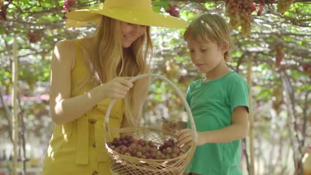 一个小男孩和他的母亲正在一个生态农业地里采摘成熟的葡萄。生态农业概念。生态旅游概念 — 图库视频影像
