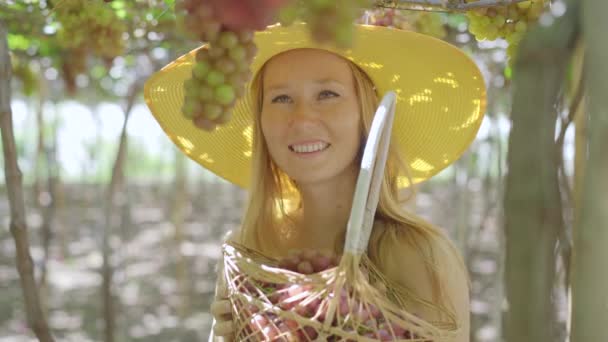 A young woman is gathering ripe grape on an eco-farm. Eco farming concept. Eco tourism concept — Stock Video