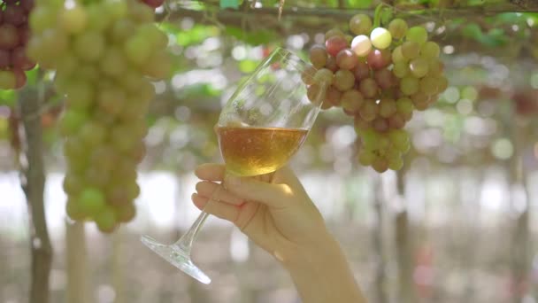 Mladá žena pije víno ze sklenice na vinařské farmě. Ekologické zemědělství. Ekoturistický koncept — Stock video