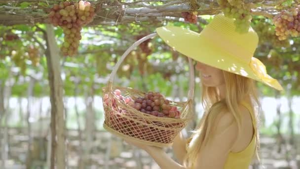 Eine junge Frau pflückt auf einem Öko-Bauernhof reife Trauben. Konzept der ökologischen Landwirtschaft. Ökotourismus-Konzept — Stockvideo