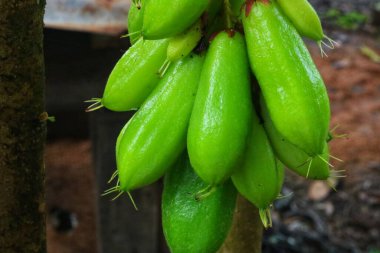 yeşil muz ağacı, doğa