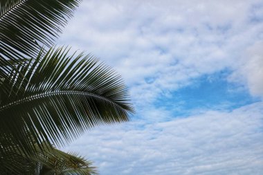 Mavi gökyüzü arka planında palmiye yaprakları