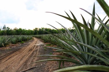 Güzel bir manzara Ağacı ve mavi gökyüzü