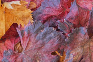 Beyaz arkaplanda sonbahar yaprakları
