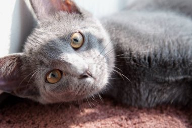 Gri bir Rus kedi yakın çekim.