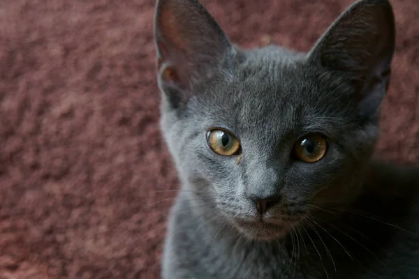 Nahaufnahme Einer Grauen Russischen Katze — Stockfoto