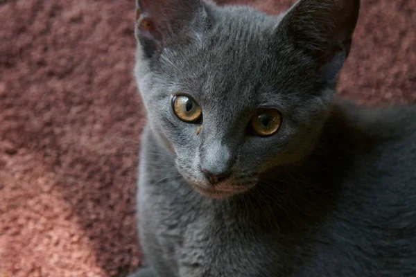 Nahaufnahme Einer Grauen Russischen Katze — Stockfoto