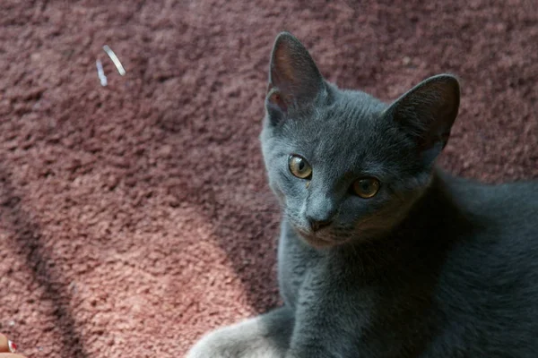 Primer Plano Gato Ruso Gris —  Fotos de Stock