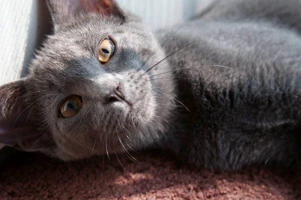 Nahaufnahme Einer Grauen Russischen Katze — Stockfoto