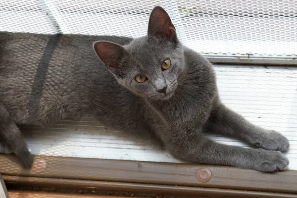 Nahaufnahme Einer Grauen Russischen Katze — Stockfoto