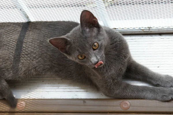 Nahaufnahme Einer Grauen Russischen Katze — Stockfoto