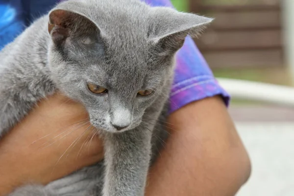 Close up of a grey Russian blue cat, selective focus.