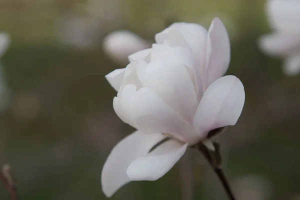 흰 목부용 꽃들 — 스톡 사진