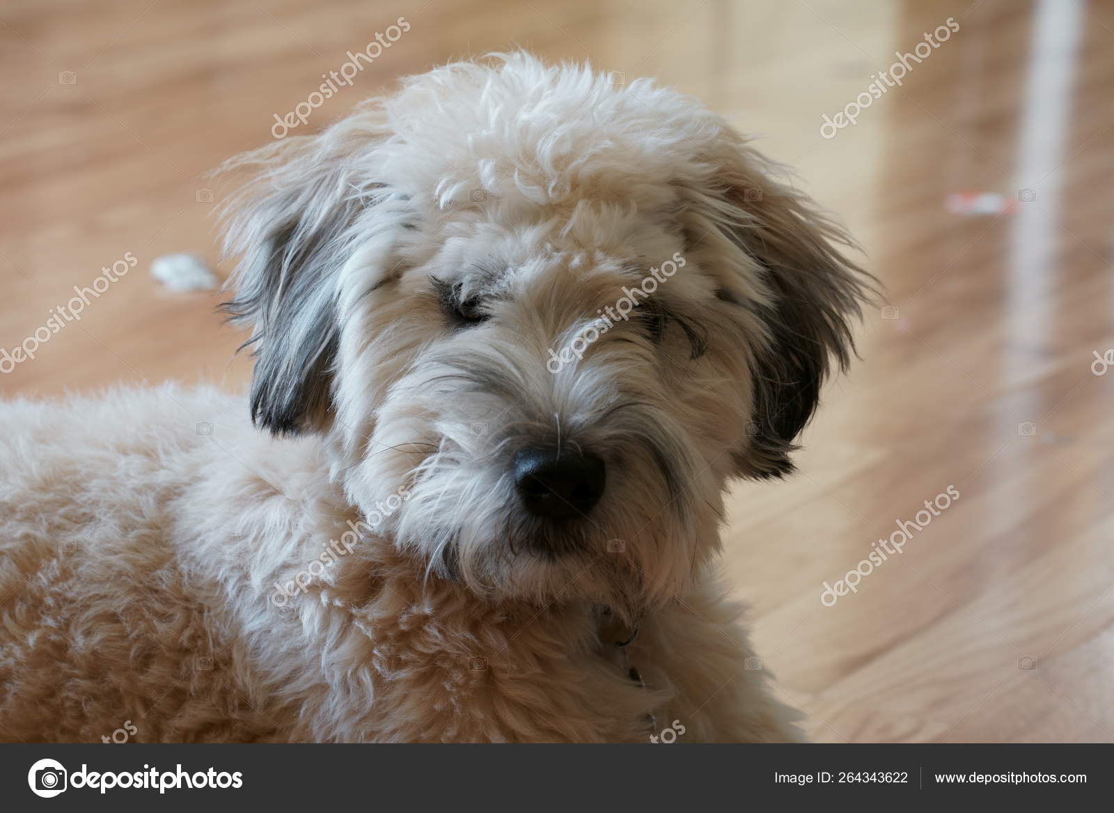 Wheaten terrier bichon mix cheap