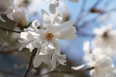 Beyaz manolya çiçekleri