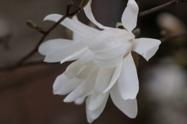 Beyaz manolya çiçekleri