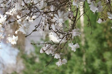 Beyaz manolya çiçekleri