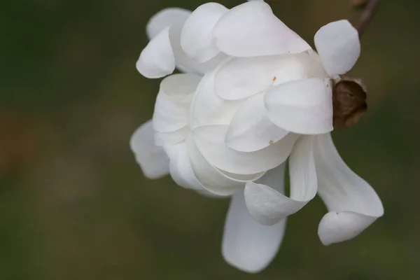 White Magnolia flowers — Stock Photo, Image