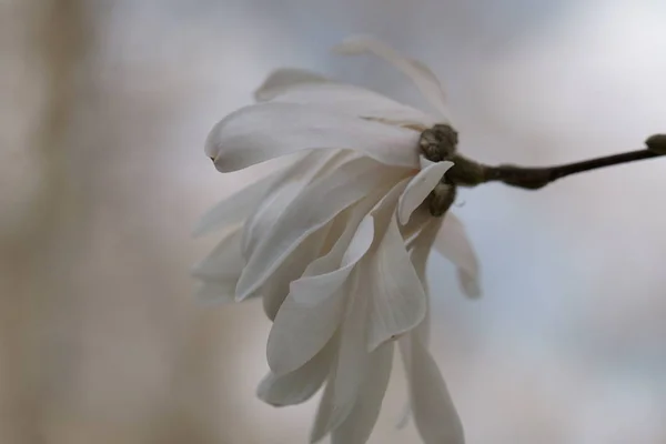 흰 목부용 꽃들 — 스톡 사진