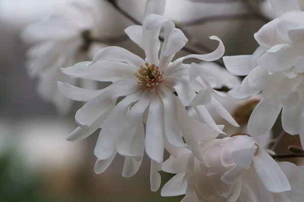 Białe kwiaty magnolii — Zdjęcie stockowe